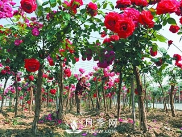 新品“月季树”为北京市花添色彩，居然引种自南阳内乡