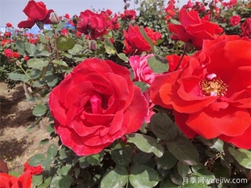 月季、玫瑰、蔷薇分别是什么？如何区别？